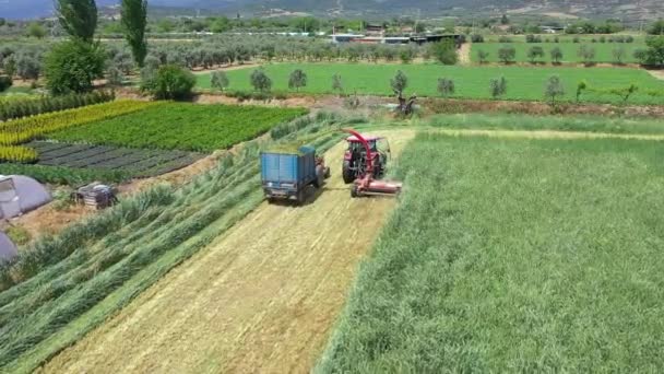 Aerial Shot Harvester Loading Alfalfa Trailers Concept Tractor Harvest Drone — Stock Video