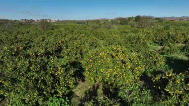 Mandalina bahçesindeki mandalina ağaçlarının havadan görünüşü. Yüksek kalite 4k görüntü