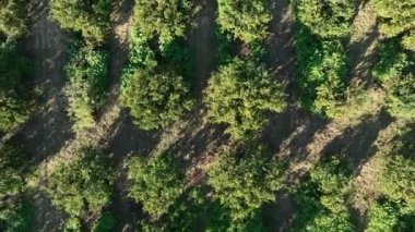 Mandalina bahçesindeki mandalina ağaçlarının havadan görünüşü. Yüksek kalite 4k görüntü