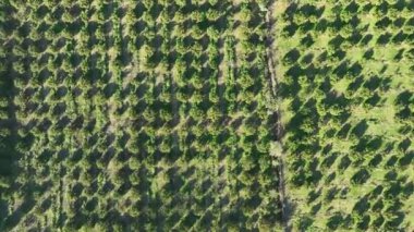Mandalina bahçesindeki mandalina ağaçlarının havadan görünüşü. Yüksek kalite 4k görüntü