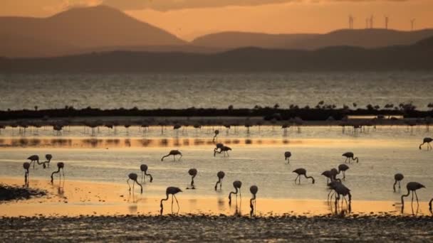 Vista Cinematográfica Flamingos Mar Pôr Sol Imagens Alta Qualidade — Vídeo de Stock