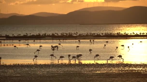 Vista Cinematográfica Flamingos Mar Pôr Sol Imagens Alta Qualidade — Vídeo de Stock