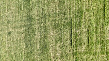 Yerin üstündeki çimen dokusunun havadan görünüşü yüksek kaliteli video