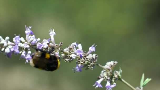 Bijen Verzamelen Stuifmeel Van Bloemen Honing Maken Hoge Kwaliteit Beeldmateriaal — Stockvideo