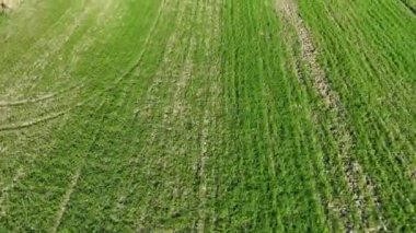 İHA 'dan, yeşil karadan çayırlardaki çim dokusunun havadan görünüşü. Yüksek kalite 4k görüntü