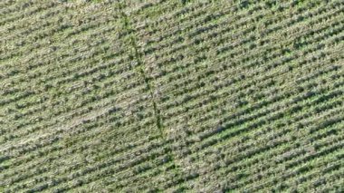 Enginar fidelerinin ve enginar alanındaki drone wiev 'in hava görüntüsü.