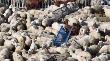 Havadan kuzular, koçlar ve keçiler drone ile otlakta görünüyor. Yüksek kalite 4k görüntü