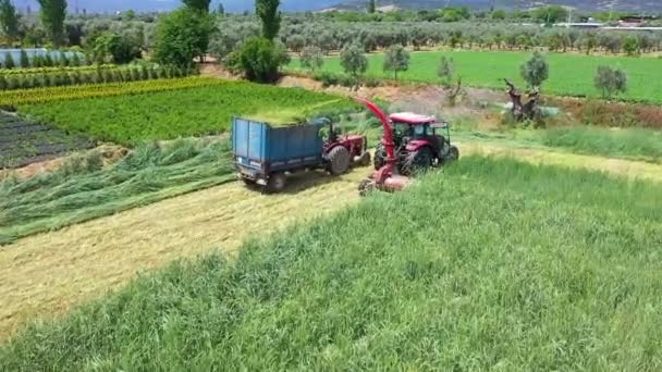 Sklízeč Pícnin Krájení Kukuřice Siláž Poli Traktory Jsou Provozu Během — Stock video