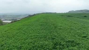 Drone 'dan yeşil buğday tarlası manzarası. Yüksek kalite 4k görüntü