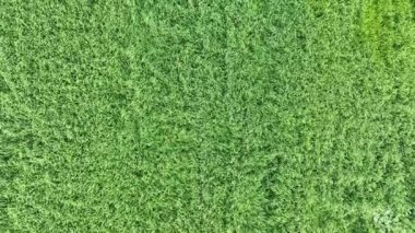 Drone 'dan yeşil buğday tarlası manzarası. Yüksek kalite 4k görüntü