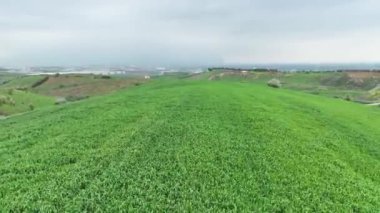 Drone 'dan yeşil buğday tarlası manzarası. Yüksek kalite 4k görüntü