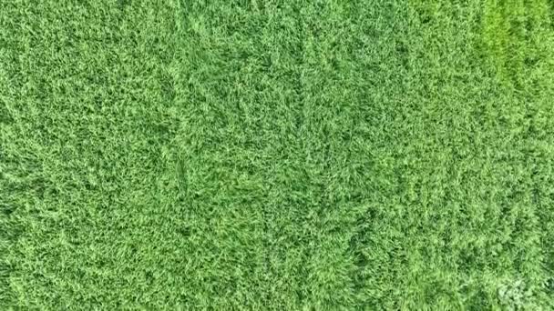 Vista Campo Trigo Verde Drone Imagens Alta Qualidade — Vídeo de Stock