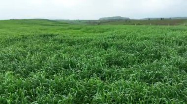 Drone 'dan yeşil buğday tarlası manzarası. Yüksek kalite 4k görüntü