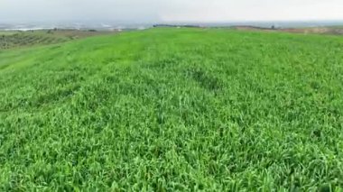 Drone 'dan yeşil buğday tarlası manzarası. Yüksek kalite 4k görüntü