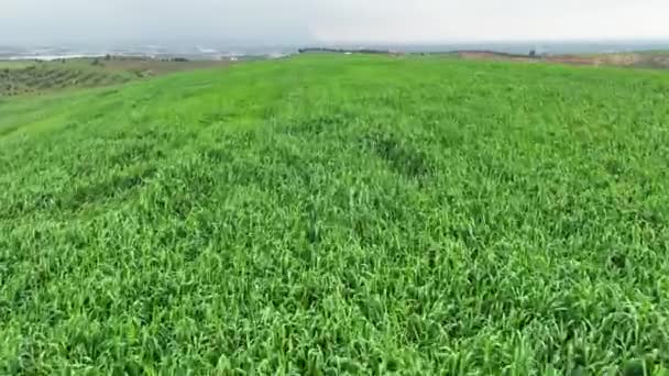 Blick Von Der Drohne Auf Das Grüne Weizenfeld Hochwertiges Filmmaterial — Stockvideo