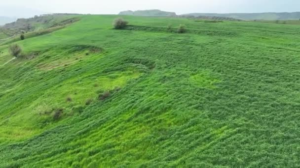 Kilátás Nyílik Zöld Búza Mező Drón Kiváló Minőségű Felvételek — Stock videók