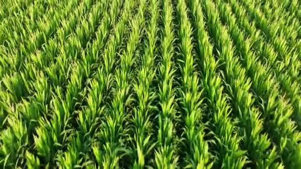 Drone Voa Sobre Campo Milho Agrícola Verde Imagens Alta Qualidade — Vídeo de Stock