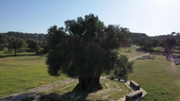 Widok Lotu Ptaka Drzew Oliwnych Ogrodzie Oliwnym Wysokiej Jakości Materiał — Wideo stockowe