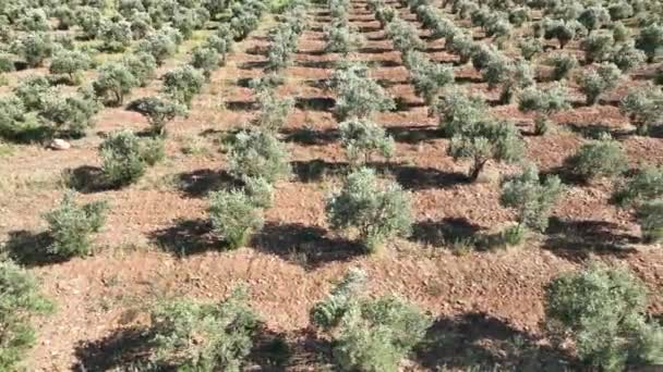 Zeytin Bahçesindeki Zeytin Ağaçlarının Havadan Görünüşü Yüksek Kalite Görüntü — Stok video