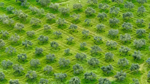 Zeytin Ağaçları İnsansız Hava Aracı görüntüsü İyi Kalite