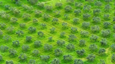 Zeytin Ağaçları İnsansız Hava Aracı görüntüsü İyi Kalite