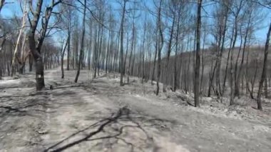 Yanmış ormandaki ağaçların arasından geçen insansız hava aracı görüntüleri. Yüksek kalite 4k görüntü