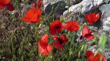 Yüksek kaliteli çiçek videosu. Yüksek kalite 4k görüntü