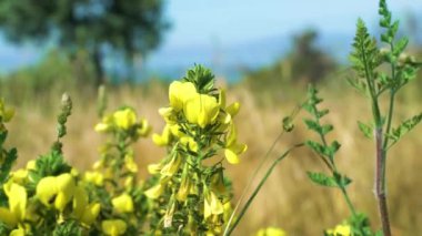 Yüksek kaliteli çiçek videosu. Yüksek kalite 4k görüntü