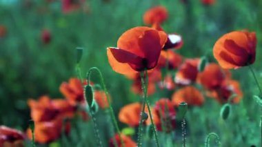 Yüksek kaliteli çiçek videosu. Yüksek kalite 4k görüntü