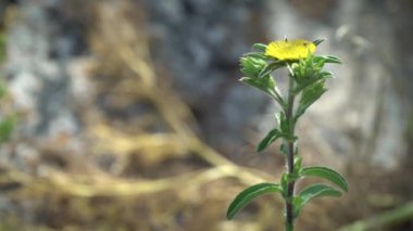 Yüksek kaliteli çiçek videosu. Yüksek kalite 4k görüntü