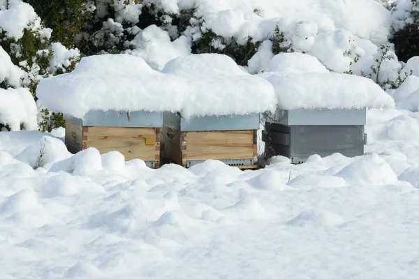 Trzy Skrzynki Uli Pokryte Rozległą Pokrywą Śnieżną — Zdjęcie stockowe