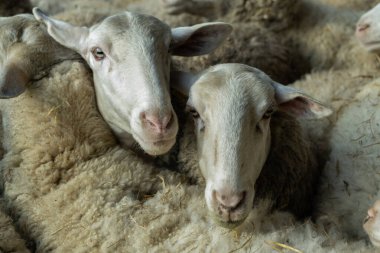 Bir çift koyun kafası, sürünün geri kalanının cesetlerinin arasından dışarı süzülüyor..