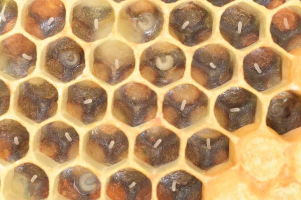 Μακρο Σφηνάκια Από Αυγά Μελισσών Και Προνύμφες Μέσα Μια Κυψέλη — Φωτογραφία Αρχείου