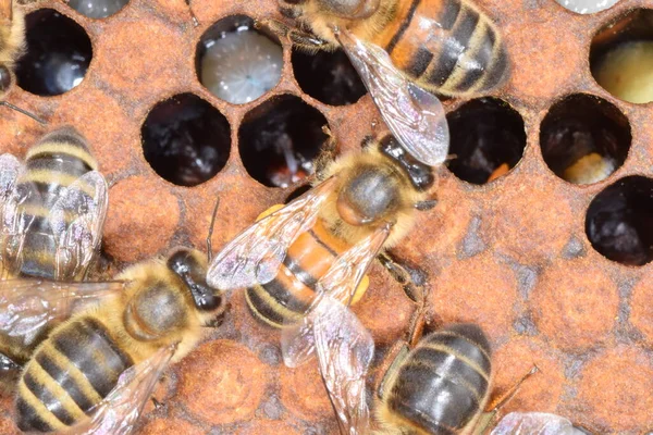 Крупным Планом Медоносной Пчелы Над Восковой Славой Улье Личинки Пчел — стоковое фото