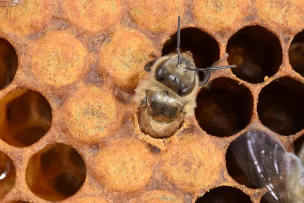 Honeybee Muda Muncul Dari Selnya Pada Bingkai Lilin Sarang Lebah — Stok Foto