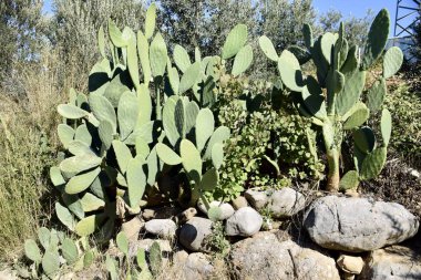 Yol kenarındaki Yeşil Kaktüs bitkileri, Türkiye. 