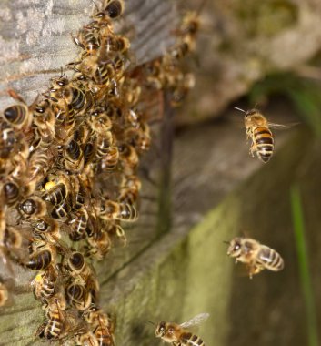 Arı kovanının dışında makro bal arısı çekimi. 