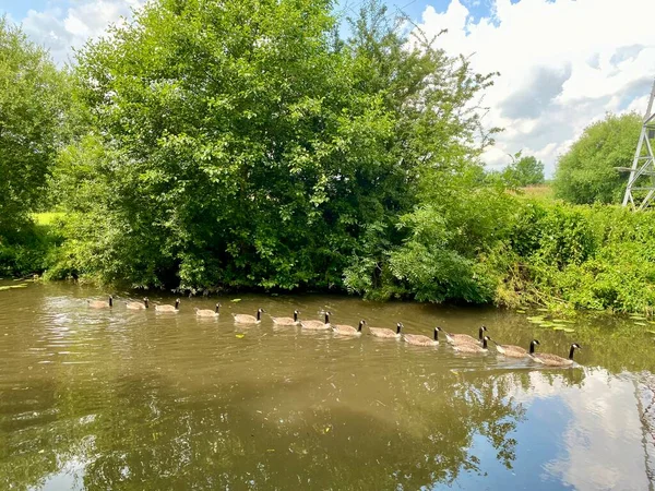 A line of ducks swimming in a river. Great Ouse, Cambridgeshire, UK.