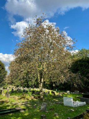 Tree in a cemetery surrounded by green, under blue sky. Aston, South Yorkshire, England.