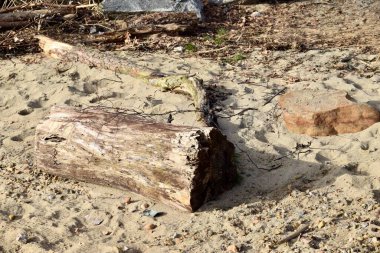 Kuru kütük kumlu bir sahilde kıyıya vurmuş, taşlar ve dallar. Kristiansand, Norveç. 