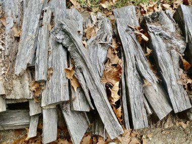 Kurumuş yapraklar ve orman zemininde kuru odun. Williamsburg, ABD. 