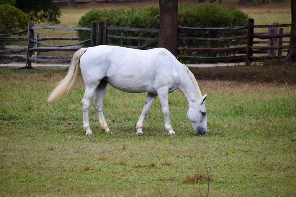 白马在草地上吃草 棕色的木制栅栏在后面 威廉斯堡 — 图库照片