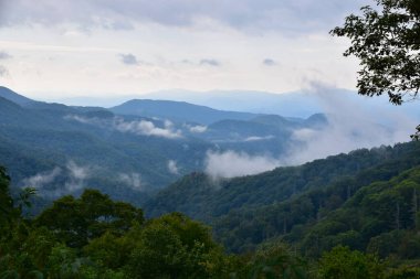 Great Smoky Dağları, Birleşik Devletler. Dağlarda bulutlu ve sisli yeşil tepeler. Önplandaki ağaç. 