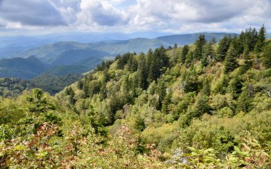 Birleşik Devletler 'deki Büyük Dumanlı Dağlar' ın panoramik manzarası. Ağaçlı tepeler, mavi bulutlu gökyüzü. 