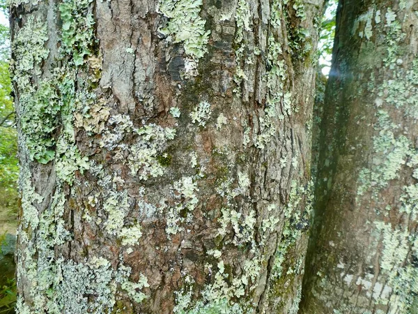 Zielony Mech Boku Drzewa — Zdjęcie stockowe