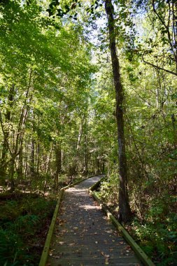 Ormandan geçen patika. Üzerinde mavi gökyüzü olan tahta kaldırım. Kasvetli Bataklık, NC, ABD. 