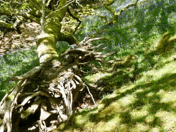 Падіння Дерева Відкритим Корінням Тіні Гілок Довколишній Траві Синці Barmouth — стокове фото