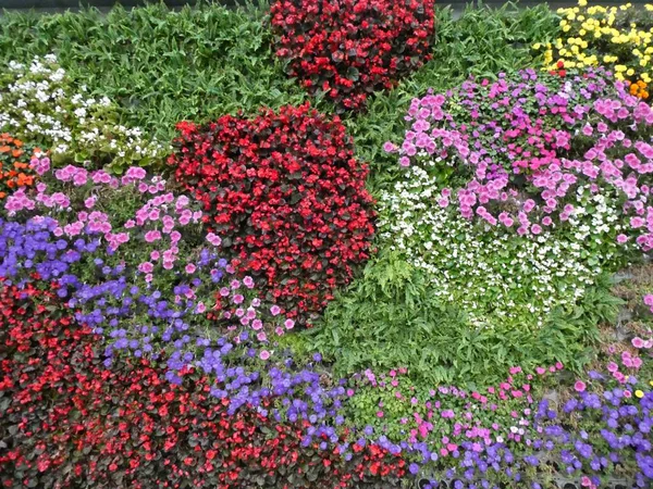 Πολύχρωμα Λουλούδια Ένα Κρεβάτι Στη Σαγκάη Κίνα Οκτώβριος 2018 — Φωτογραφία Αρχείου
