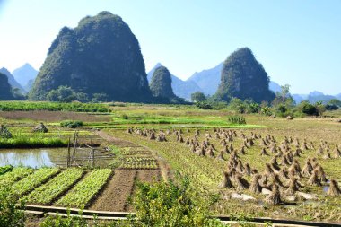 Yangshuo, Guilin, Çin. 13 Ekim 2018. Arkasında Karst Dağları olan pirinç tarlaları.. 