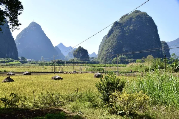 Yangshuo Guilin China October 2018 Farm Rice Fields Karst Mountains — Stock Photo, Image
